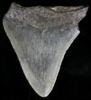 Bargain Megalodon Tooth - South Carolina #18416-1